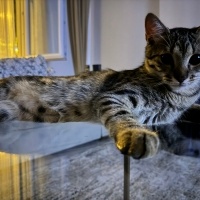 American Wirehair, Kedi  Fiko fotoğrafı
