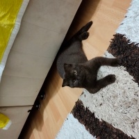 British Shorthair, Kedi  İsimsiz fotoğrafı