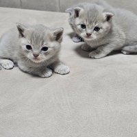 British Shorthair, Kedi  Adres.kömür.duman fotoğrafı
