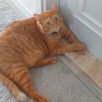 Sarman, Kedi  Kraker fotoğrafı