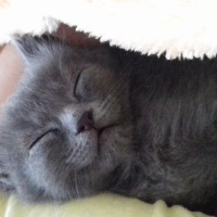 British Shorthair, Kedi  Venüs fotoğrafı