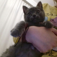 British Shorthair, Kedi  Venüs fotoğrafı