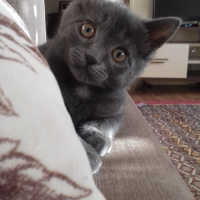 British Shorthair, Kedi  Venüs fotoğrafı