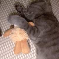 British Shorthair, Kedi  Venüs fotoğrafı
