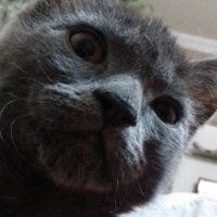 British Shorthair, Kedi  Venüs fotoğrafı