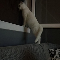 British Shorthair, Kedi  Harry fotoğrafı