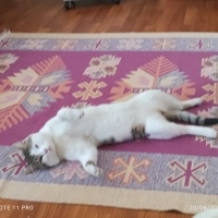 Tekir Kedi, Kedi  Fındık fotoğrafı