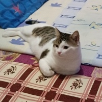 Tekir Kedi, Kedi  Fındık fotoğrafı