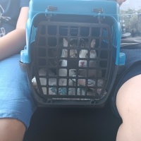 Tekir Kedi, Kedi  Fındık fotoğrafı