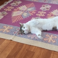 Tekir Kedi, Kedi  Fındık fotoğrafı