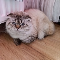 Scottish Fold, Kedi  Gofret fotoğrafı