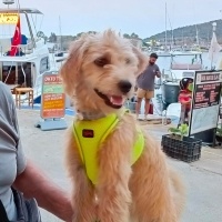 Soft Coated Wheaten Terrier, Köpek  Sandy fotoğrafı