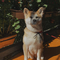 Akita İnu, Köpek  Lisa fotoğrafı