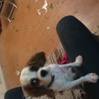 Cavalier King Charles Spanieli, Köpek  Ares fotoğrafı