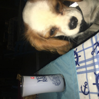 Cavalier King Charles Spanieli, Köpek  Ares fotoğrafı
