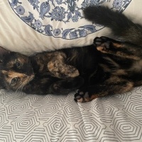 Tekir Kedi, Kedi  Kahve fotoğrafı