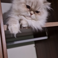 British Longhair, Kedi  Minik fotoğrafı