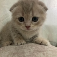 British Shorthair, Kedi  Nik mis fotoğrafı