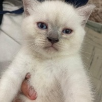 British Shorthair, Kedi  Nik mis fotoğrafı