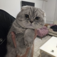 British Shorthair, Kedi  Nik mis fotoğrafı