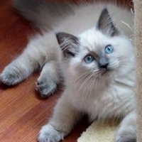 British Shorthair, Kedi  Nik mis fotoğrafı