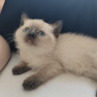 British Shorthair, Kedi  Çakır fotoğrafı