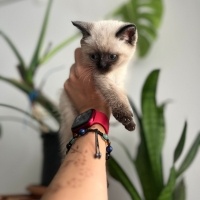 British Shorthair, Kedi  Çakır fotoğrafı