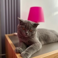 Scottish Fold, Kedi  Dobuşuk fotoğrafı