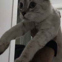 British Shorthair, Kedi  Bulut fotoğrafı