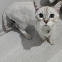 British Shorthair, Kedi  Bulut fotoğrafı