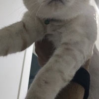 British Shorthair, Kedi  Bulut fotoğrafı