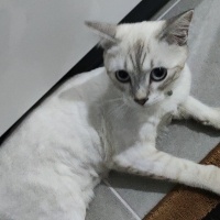 British Shorthair, Kedi  Bulut fotoğrafı