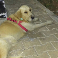 Golden Retriever, Köpek  Jutsie fotoğrafı