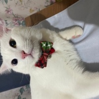 Van Kedisi, Kedi  Gojo fotoğrafı