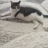 Tekir Kedi, Kedi  Paşa fotoğrafı