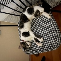 Tekir Kedi, Kedi  Gofret fotoğrafı