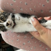 Tekir Kedi, Kedi  Gofret fotoğrafı