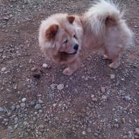 Chow Chow (çin Aslanı), Köpek  mich  fotoğrafı