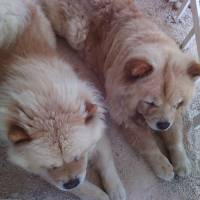 Chow Chow (çin Aslanı), Köpek  mich  fotoğrafı