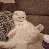 Scottish Fold, Kedi  Sütlaç fotoğrafı