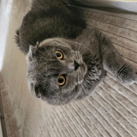 Scottish Fold, Kedi  Yumak fotoğrafı