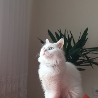 Tekir Kedi, Kedi  pamuk fotoğrafı