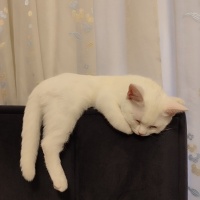 British Shorthair, Kedi  Balım fotoğrafı