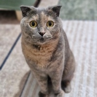 Scottish Fold, Kedi  Safiş fotoğrafı