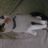 Tekir Kedi, Kedi  Yumoş fotoğrafı