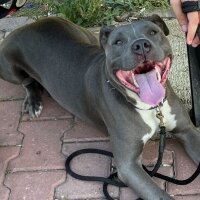 Amerikan Staffordshire Terrier, Köpek  Shiva fotoğrafı