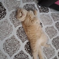 Scottish Fold, Kedi  Tarçın fotoğrafı