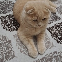 Scottish Fold, Kedi  Tarçın fotoğrafı