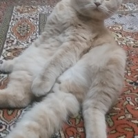 Scottish Fold, Kedi  Tarçın fotoğrafı