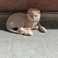Scottish Fold, Kedi  Tarçın fotoğrafı
